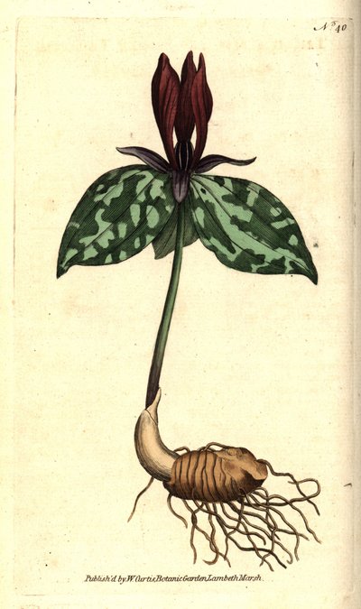 Muchomůrka nebo trillium přisedlé, Trillium přisedlé. Ručně kolorovaná mědirytina podle botanické ilustrace Jamese Sowerbyho z The Botanical Magazine Williama Curtise, Lambeth Marsh, Londýn od Sydenham Teast Edwards