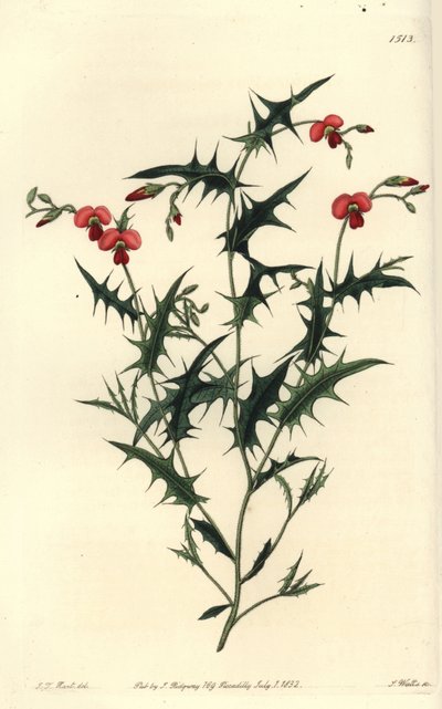 Chorozema trojúhelníková, Chorozema triangulare. Ručně kolorovaná mědirytina S. Wattse podle ilustrace J.T. Hart z botanického registru Sydenhama Edwardse, Ridgeway, Londýn od Sydenham Teast Edwards