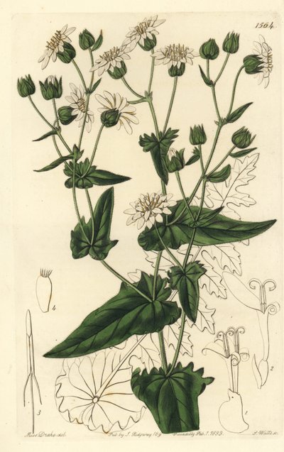 Tuřín pižmový, Moscharia pinnatifida. Ručně kolorovaná mědirytina od S. Wattse podle ilustrace slečny Sarah Drakeové z botanického registru Sydenhama Edwardse, Ridgeway, Londýn od Sydenham Teast Edwards