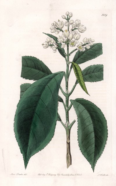 Turpinia Variete - Talíř vyrytý S. Wattsem, z ilustrace Sarah Anne Drake (1803-1857), z Botanického registru Sydenham Edwards (1768-1819), Anglie od Sydenham Teast Edwards