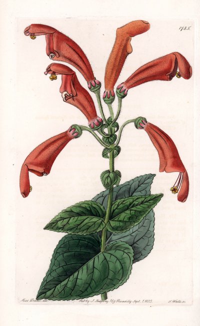 Variete de gesneria, květina v trubkách - deska vyrytá S. Wattsem, podle ilustrace Sarah Anne Drake (1803-1857), z Botanického registru Sydenham Edwards (1768-1819), Anglie od Sydenham Teast Edwards