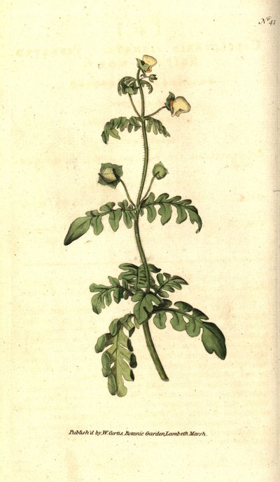 Odrůda calceolar - Pantoflíček zpeřený, Calceolaria pinnata. Ručně kolorovaná mědirytina podle botanické ilustrace Jamese Sowerbyho z The Botanical Magazine Williama Curtise, Lambeth Marsh, Londýn od Sydenham Teast Edwards