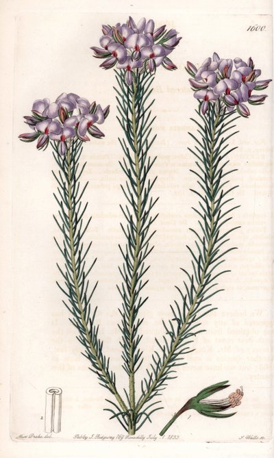 Varieta gompholobium (čeleď bobovitých rostlin), původem z Austrálie - deska vyrytá S.Wattsem podle ilustrace Sarah Anne Drakeové (1803-1857) z botanického rejstříku Sydenhama Edwardse (1768-1819), Anglie. od Sydenham Teast Edwards