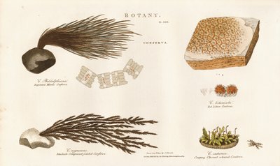 Různé druhy řas (Conferva) od Sydenham Teast Edwards