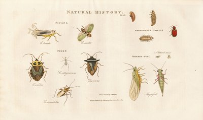 Různé druhy hmyzu z čeledí cikád a brouků od Sydenham Teast Edwards