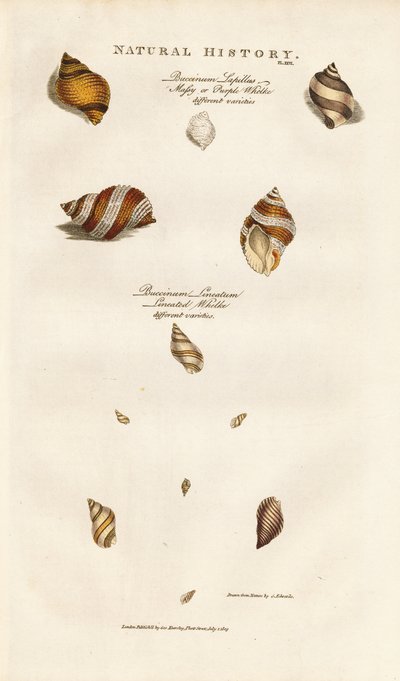 Různé druhy Whelků od Sydenham Teast Edwards