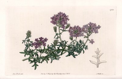 Verbena multifide - vyryla S. Watts, z ilustrace Sarah Anne Drake (1803-1857), z Botanického registru Sydenham Edwards (1768-1819), Anglie od Sydenham Teast Edwards