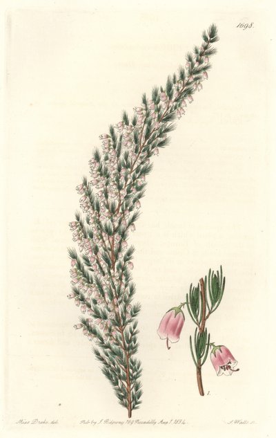 Vesicular Epiary, původně z Evropy - Water forte od S. Wattse z ilustrace Sarah Anne Drake (1803-1857), z Botanického rejstříku od Sydenham Teast Edwards