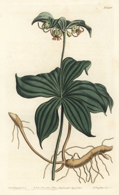 Virginia Medeole neboli divoká okurka - indická okurka, Medeola virginiana. Ručně kolorovaná mědirytina F. Sansom Jr. podle ilustrace Sydenhama Edwardse z William Curtis