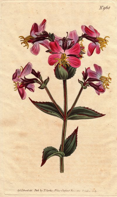 Virginia rhexia, s fialovými a růžovými květy Virginia rhexia, s barevnými růžovými a fialovými květy. Rhexia virginica. Ručně kolorovaná mědirytina z botanické ilustrace Sydenhama Edwardse z „”” Botanical Magazine””” 1790-1 Williama Curtise od Sydenham Teast Edwards