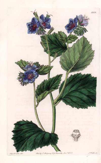 Viscous Phacelia - Talíř vyrytý S. Wattsem, z ilustrace Sarah Anne Drake (1803-1857), z Botanického registru Sydenham Edwards (1768-1819), Anglie od Sydenham Teast Edwards