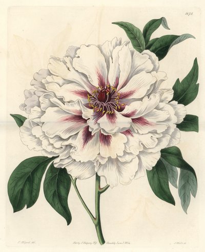 Bílá keřová pivoňka - Silná voda od S. Wattse z ilustrace Thomase Allporta (1804-1879), z Botanického registru od Sydenham Teast Edwards