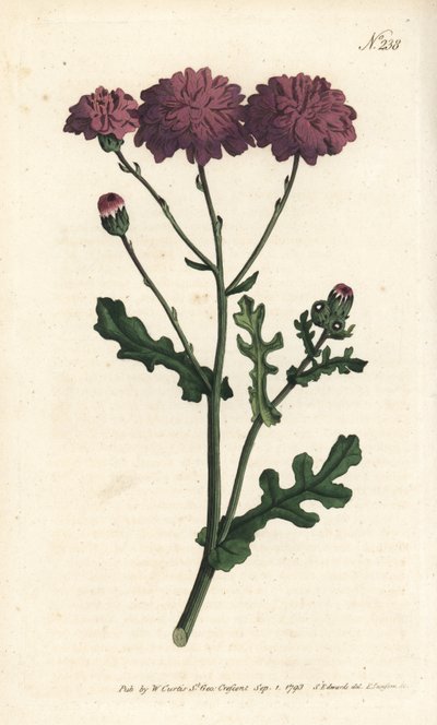 Divoký cineraire - Sysel purpurový nebo starček, Senecio elegans. Ručně kolorovaná mědirytina od Sansom podle ilustrace Sydenhama Edwardse rom William Curtis