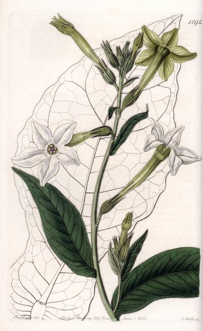 Tabák křídel nebo okrasný tabák - Talíř vyrytý S. Wattsem, z ilustrace Sarah Anne Drake (1803-1857), z Botanického registru Sydenham Edwards (1768-1819), Anglie od Sydenham Teast Edwards