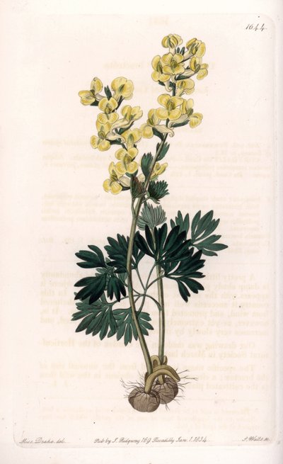 Žlutokvětá odrůda corydale - vyryla S. Watts, z ilustrace Sarah Anne Drake (1803-1857), z Botanického registru Sydenham Edwards (1768-1819), Anglie od Sydenham Teast Edwards