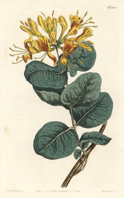 Žlutokvětá dřevomorka, Lonicera flava. Ručně kolorovaná mědirytina F. Sansom Jr. podle ilustrace Sydenhama Edwardse z William Curtis