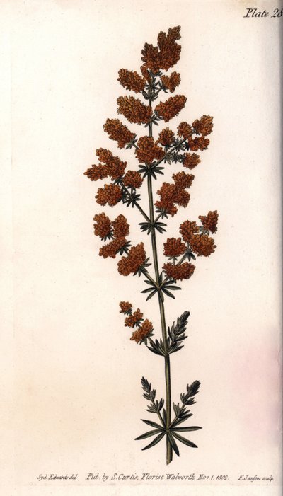 Žlutá gaillet nebo žlutá mléčná křepelka. Barevná mědirytina, ilustrace Sydenham Edwards (1768-1819) pro Conference of Botanical, Botanická zahrada Lambeth (Anglie) od Sydenham Teast Edwards