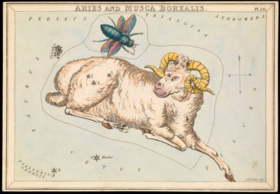 Beran a Musca borealis, asi 1825 (karta, papír, tkanivo) od Sydney Hall