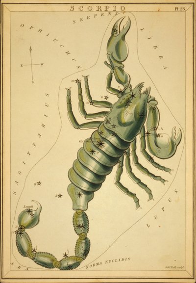 Štír, ilustrace z 