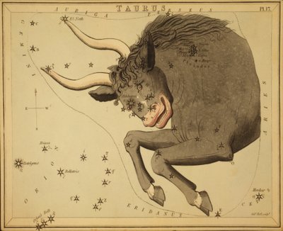 Býk, ilustrace z 