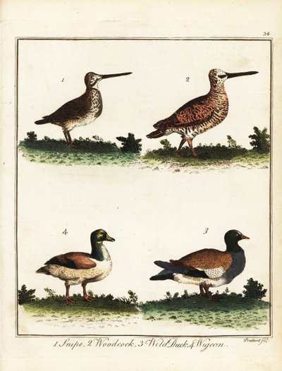 Zvěřina: sluka, sluka lesní, kachna divoká a wigeon. 1792 (rytina) od T. Prattent