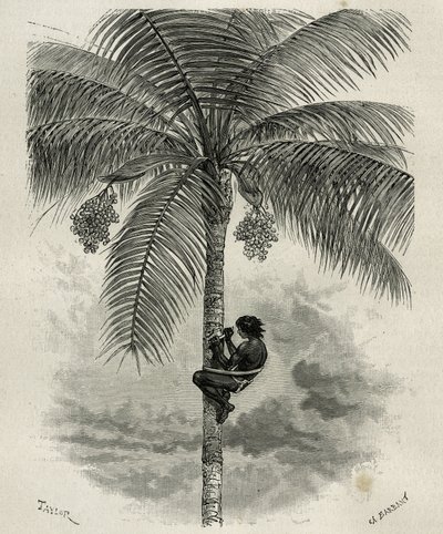 La recolte de la wax de palmier ceroxylon, dans le Quindio (Kolumbie), rytina Taylor a Ferdinandus, pro ilustraci příběhu L