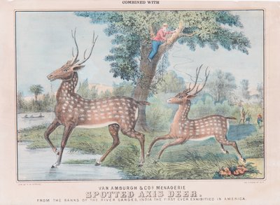 Spotted Axis Deer (wc na papíře) od T. W. Strong