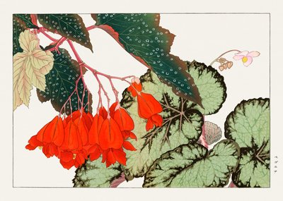 Cracklin Rosie Begonia květina z "Seiyou Sokazufu" od Tanigami Konan