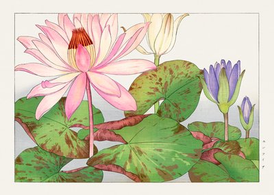 Nymphaea lotus z knihy "Seiyou Sokazufu od Tanigami Konan