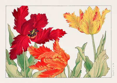 Papoušek tulipán z knihy "Seiyou Sokazufu" od Tanigami Konan