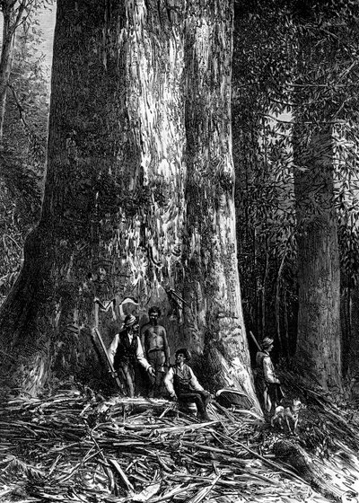 Obří eukalyptus, Austrálie, 1886 od Taylor