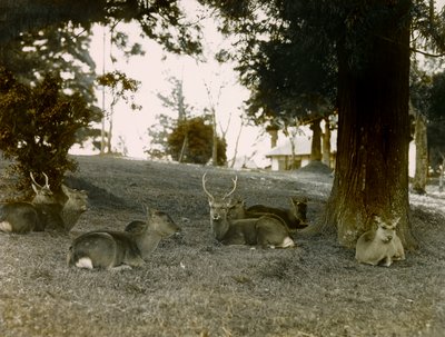 Laň v parku Kasauga Taisha, Nara, asi 1900 - 1915 (fotografie) od Teijiro Takagi