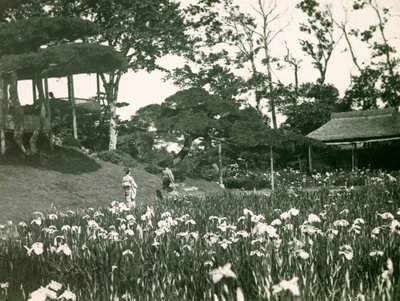 Zahrada kosatců Horikiriho Šobuena v Tokiu, asi 1900-1915 (fotografie) od Teijiro Takagi
