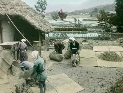 Rolníci vybírající rýži na okraji rýžových polí v Japonsku, asi 1900-1915 (fotografie) od Teijiro Takagi