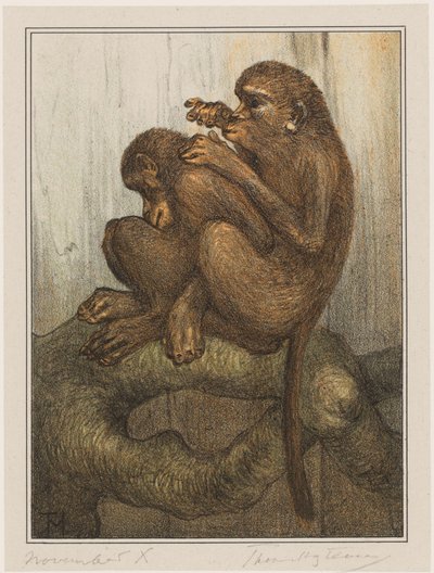 bleší opice od Theo van Hoytema (signed by artist)