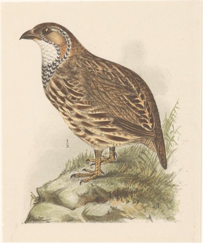 Patrijs (francolinus jugularis)   1378020   cs       czech Successfully Translated  Original: The Pearl, 1923. Translat: The Pearl, 1923. 1195350 cs czech Successfully Translated Original: Begravelse på vestjydsk kirkegaard Translat: Begravelse på vestjyds od Theo van Hoytema