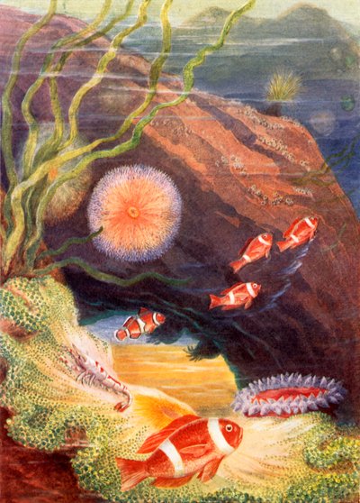 Mořská zahrada (barevná litografie) od Theobald Carreras