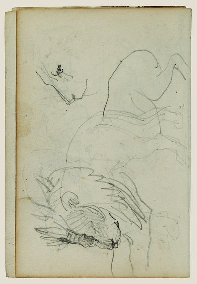 Studie o lvu od Theodore Gericault
