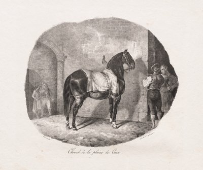 Litografické studie koní: Pl. 7, Kůň z pláně Caen od Theodore Gericault