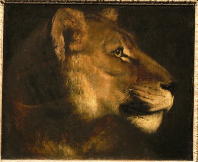 Tete de lionne. Hlava lvice ... od Theodore Gericault