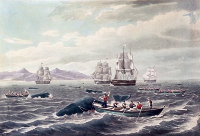 Hejno vorvaňů, rytina J. Hilla, vydáno 1838 (barevná akvatinta) od Thomas (after) Birch