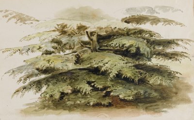 Studie cedru v Mertonu od Thomas Baxter