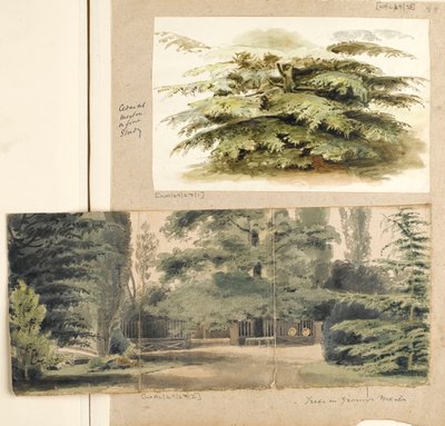 Studie cedru v Mertonu od Thomas Baxter