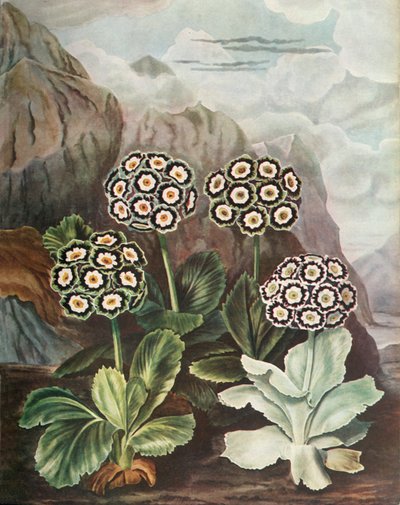 Auriculas, c1802-1821, 1948 od Thomas Baxter