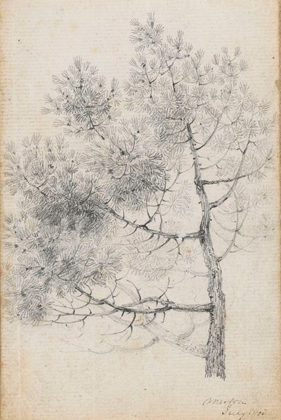 Studie borovice v Mertonu (recto) od Thomas Baxter