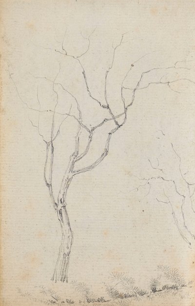 Studie malých stromů s nízkými keři pod nimi (verso) od Thomas Baxter