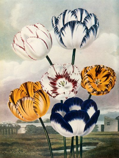 Tulipány, c1802-1821, 1948. od Thomas Baxter