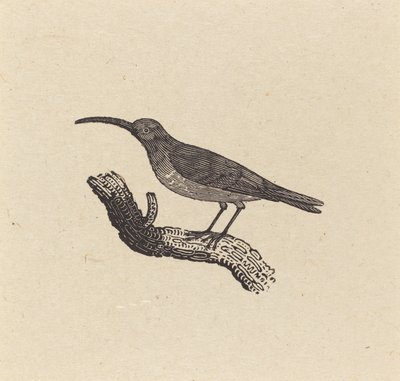 Pták od Thomas Bewick