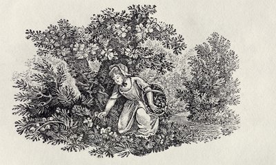 Dívka sbírající květiny z „Historie britských ptáků a čtyřnožců“ od Thomas Bewick