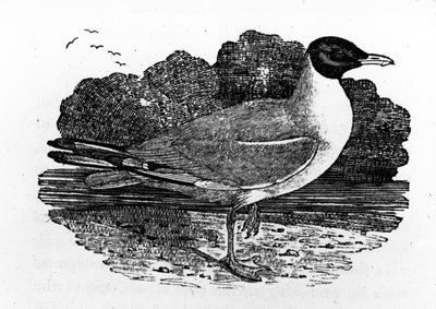 Racek černohlavý, ilustrace z „A History of British Birds“ od Thomase Bewicka, poprvé publikováno v roce 1797 od Thomas Bewick